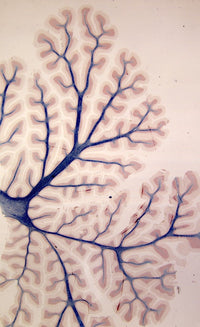 Kreatin Monohydrat